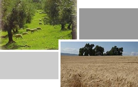 Paisajes agrícolas y ganaderos