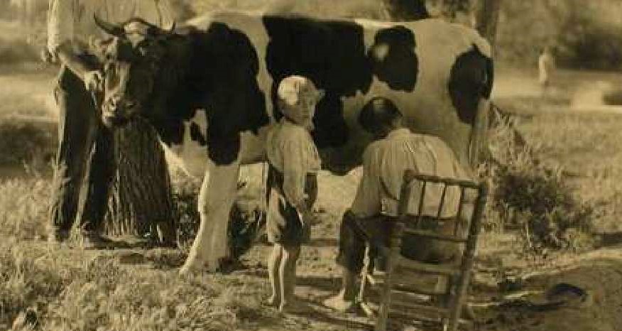 Ordeñando una vaca