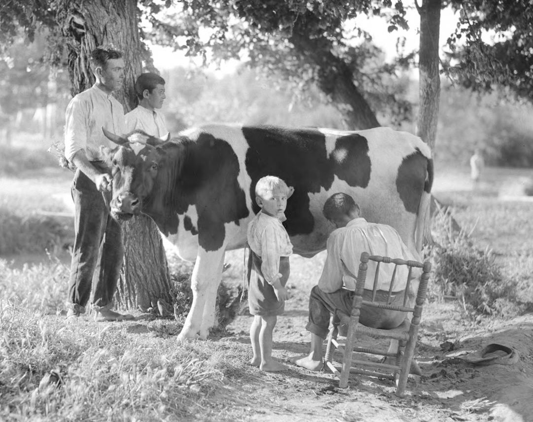 Ordeñando una vaca