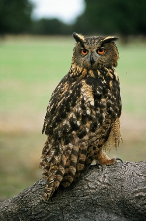 Buho real, habitante de El Borril