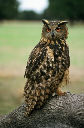 buho real, habitante de El Borril