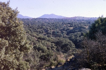 monte mediterráneo