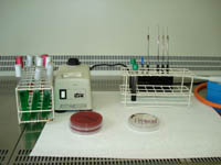 Laboratorio Microbiología