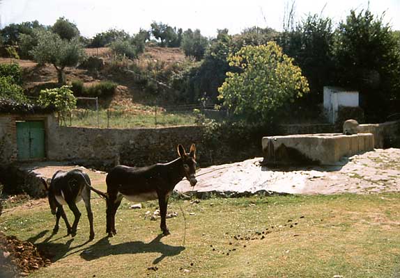 Caño