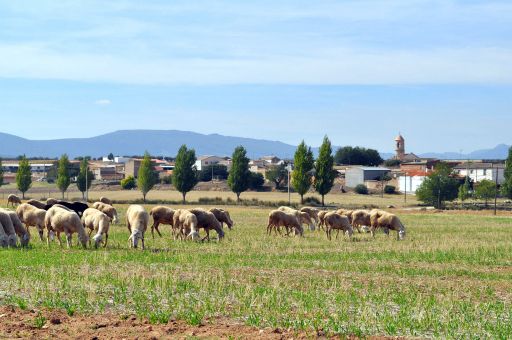 Panorámica (a)