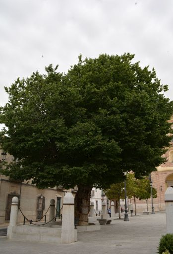 Árbol del Milagro, Plaza del Santuario de Ntra Sra de la Caridad