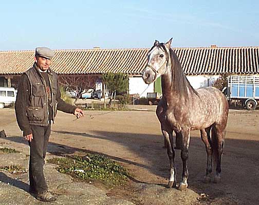 Entorno paisajístico, finca de El Castañar, caballo