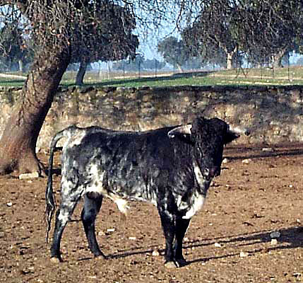 Entorno paisajístico, finca de El Castañar, ganadería (b)