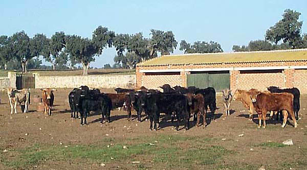 Entorno paisajístico, finca de El Castañar, ganadería reata