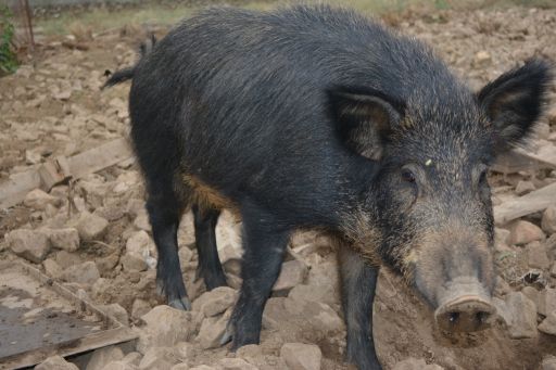 Fauna, jabalí