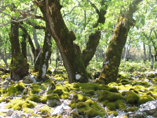 Parajes naturales, arboleda