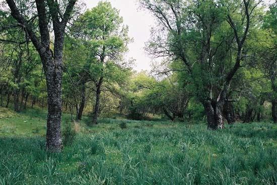 Peñagorda