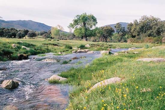 Parrilla, primavera