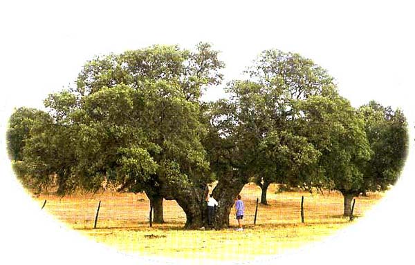 Árboles, encina Doña Germana