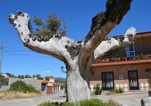 Roble milenario