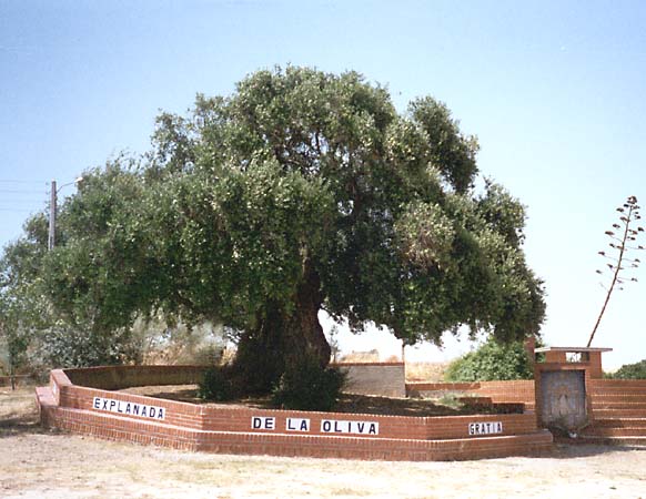 Explanada de la Oliva, leyenda