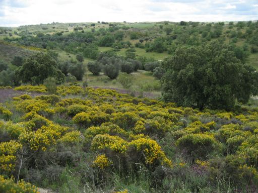 Dehesa de Valdeniebla