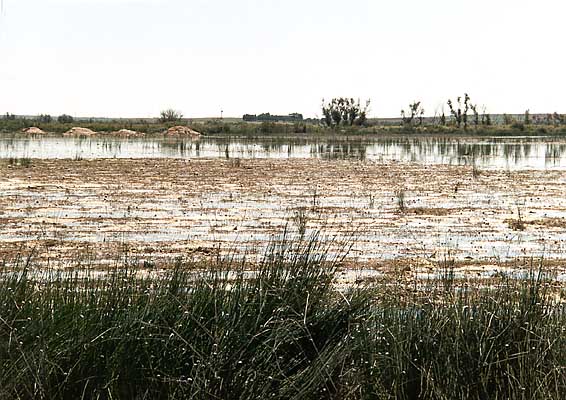 Lago de la Sal (a)