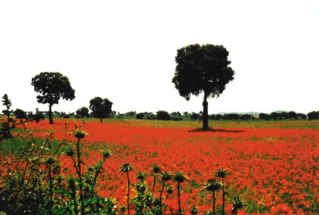 Amapolas