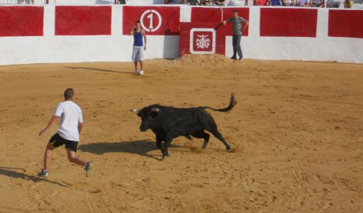 Festejos taurinos