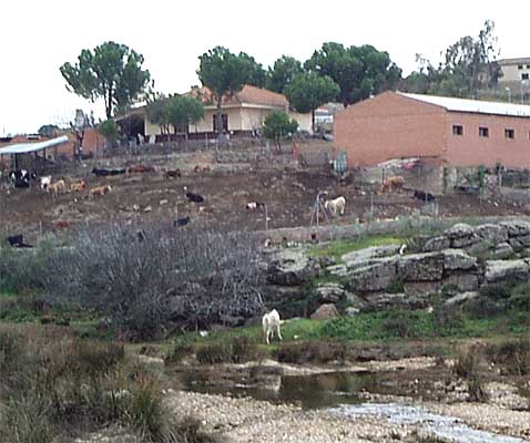 Ganadería (a)