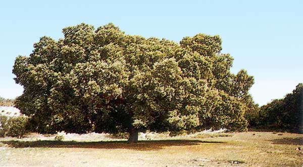 Árboles, la encina famosa - Mata Grande de Portillo -