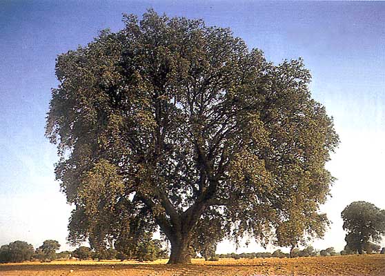 Árboles, la encina famosa - Miguelito -