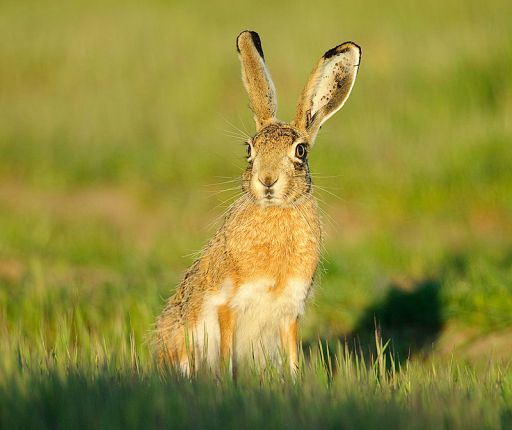 Fauna, liebre