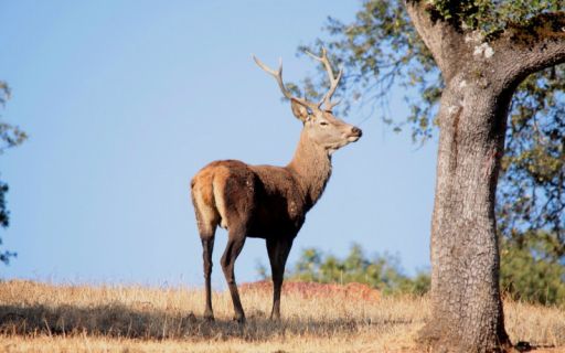 Fauna, venado