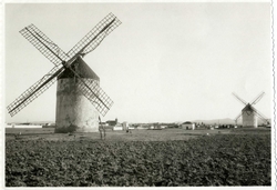 Madridejos. Molinos de viento. (P-2655)