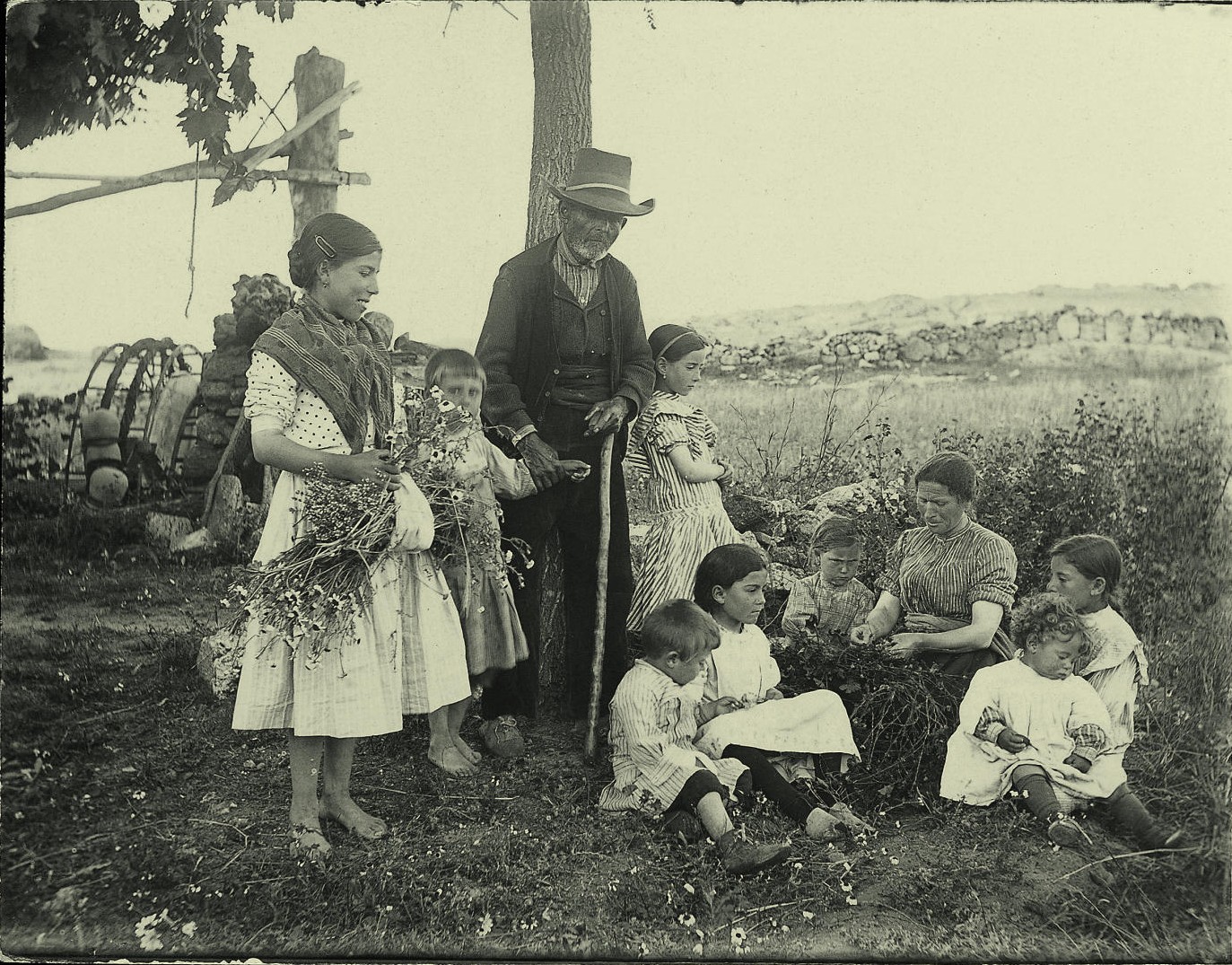 b.- Un grupo de gente recolectando flores de malva