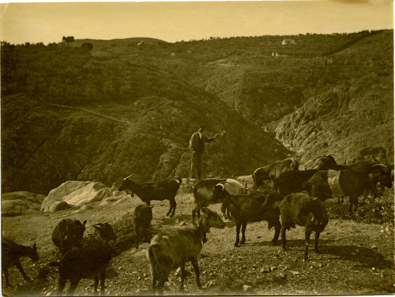 u.-Rebaño de cabras