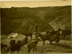 u.-Rebaño de cabras