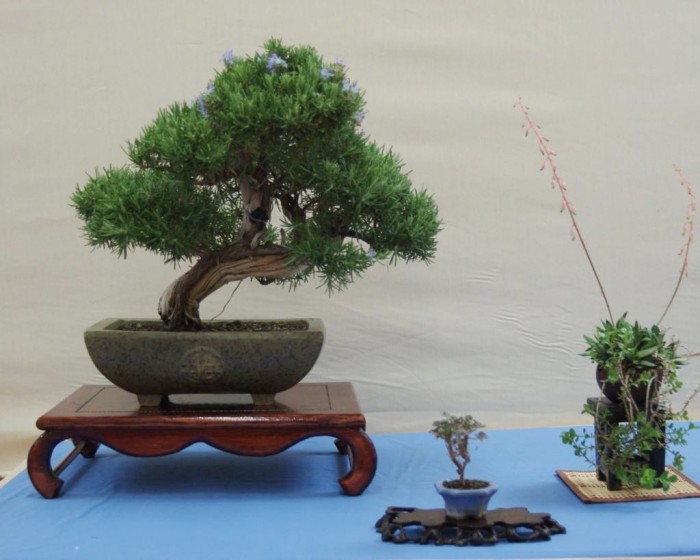 Imagen de Bonsai