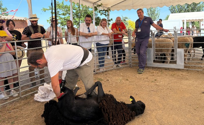 Imagen de 07062025 Romera y García. Exhibición Esquilado. Jornada de Puertas Abiertas de El Borril