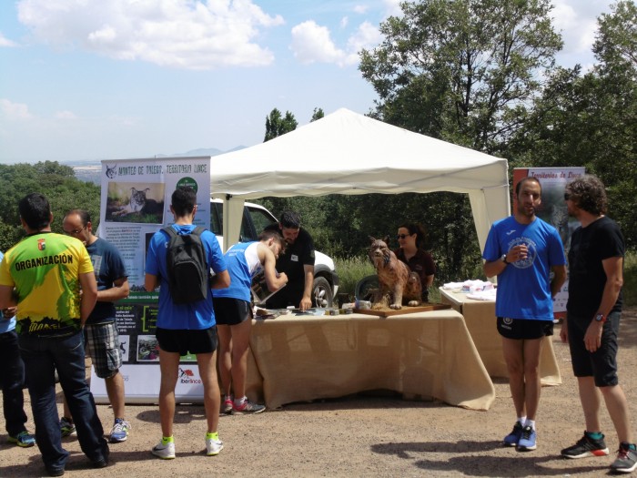 VIII Media maratón con presencia del lince ibérico