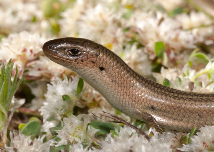 Imagen de reptil estudiado en el curso