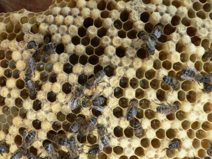 Imagen de Panal con abejas