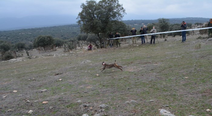 Imagen de Suelta lince ibérico