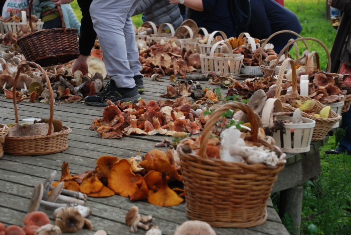 Imagen de Jornada micológica. Freixo do Meio (Portugal) (3) (17 de noviembre de 2024)