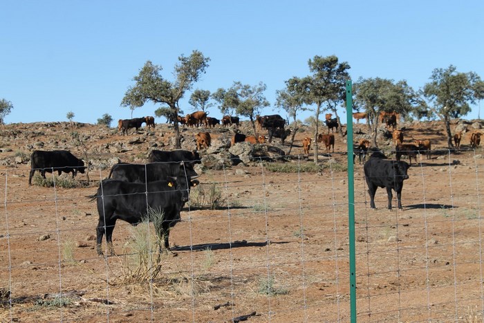 Imagen de Ganado de lidia de la finca El Borril