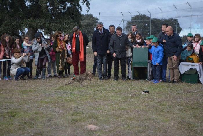 Imagen de Álvaro Gutiérrez en el momento de la liberación del lince ibérico en Mazarambroz