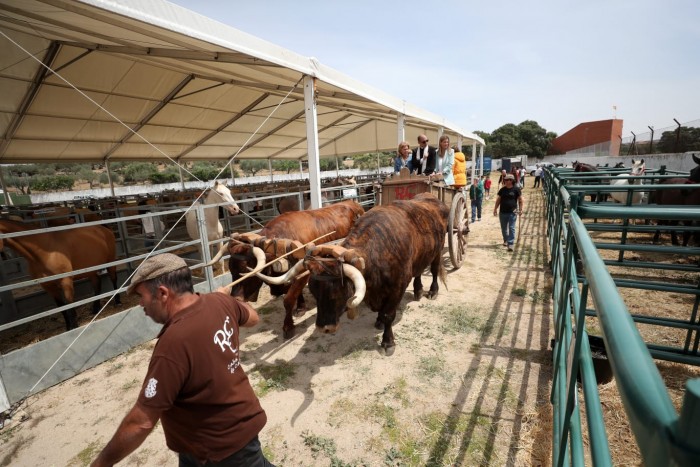 Imagen de 22052025 Feria Ganadera de Segurilla (Archivo)