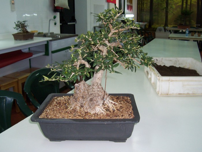 Ejemplar de bonsai utilizado en el último curso realizado