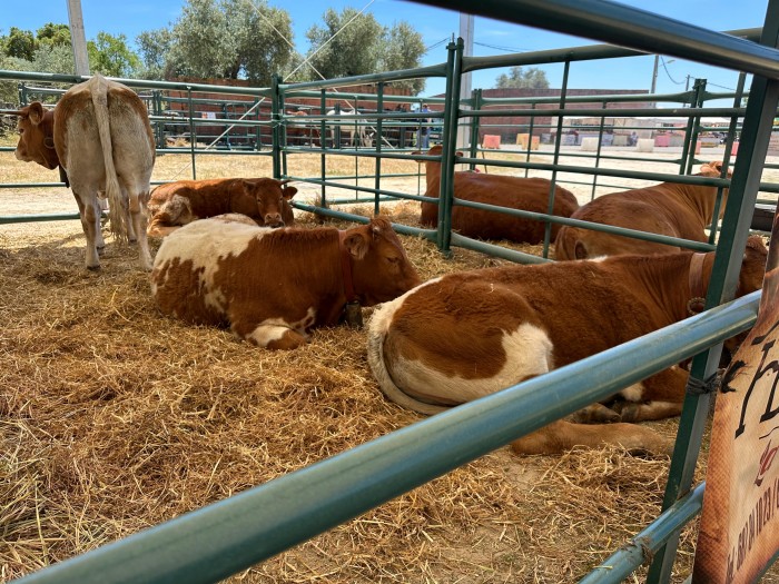 24052025 Feria Ganadera de Segurilla 3