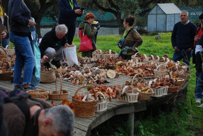 Imagen de Jornada micológica. Freixo do Meio (Portugal) (1) (17 de noviembre de 2024)