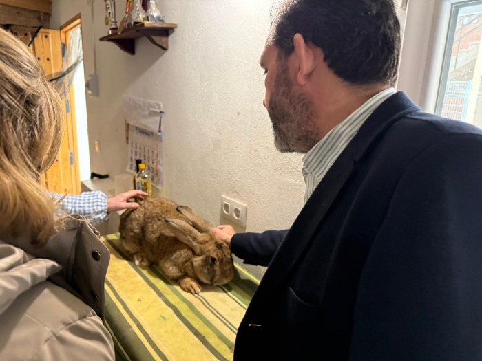 Romera y García conocen la cría del conejo gigante de España