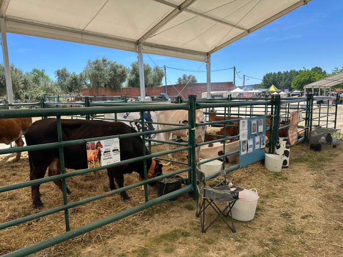 Imagen de 24052025 Feria Ganadera de Segurilla 9