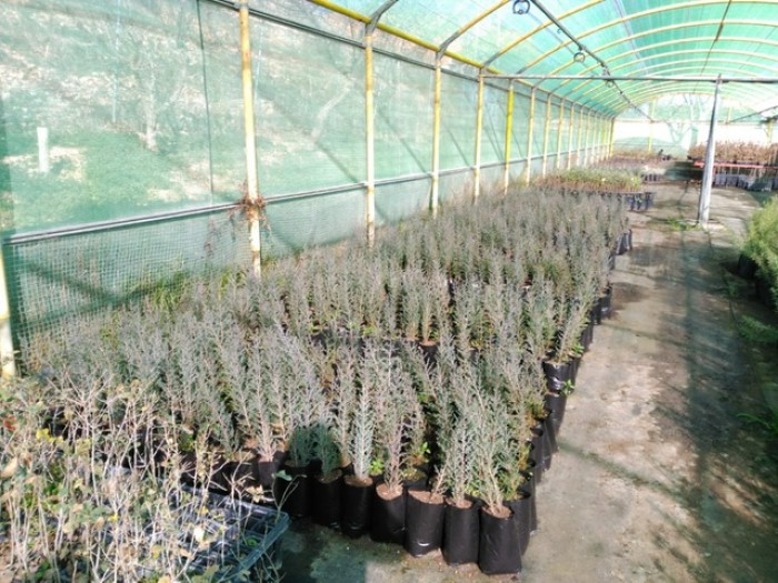 Plantas preparadas para la donación