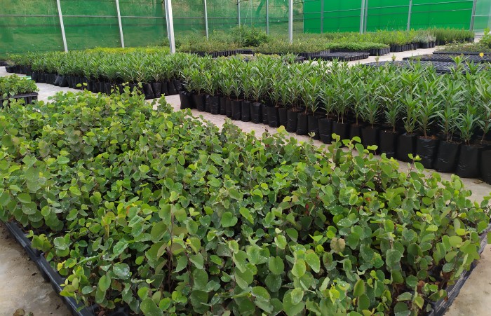 Imagen de Plantas para la donación en Vivero Taxus